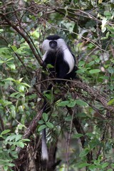 Colobus angolensis