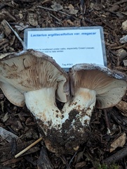 Lactarius argillaceifolius megacarpus