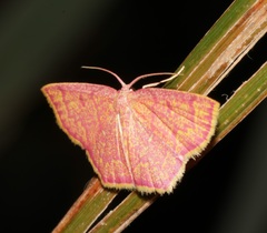 Chrysocraspeda miniosa