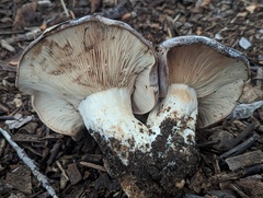 Lactarius argillaceifolius megacarpus