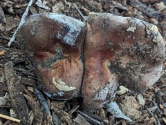 Lactarius argillaceifolius megacarpus