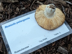 Russula pelargonia