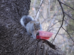 Sciurus arizonensis