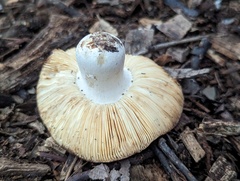 Russula pelargonia