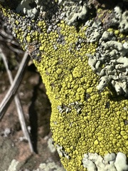 Acarosporaceae