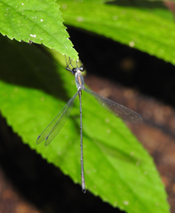 Synlestes selysi