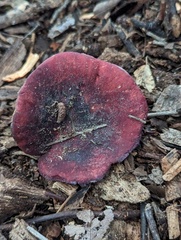 Russula pelargonia