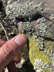 Acarosporaceae