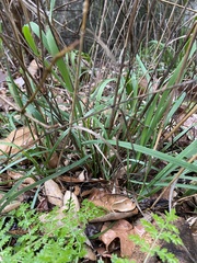 Elymus glaucus