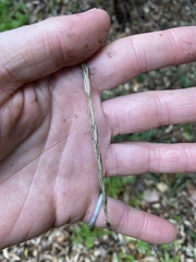 Elymus glaucus