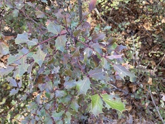 Berberis wilcoxii