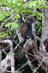 Cercopithecus mitis monoides