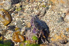 Metopograpsus thukuhar