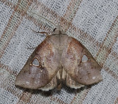Pterogonia cardinalis