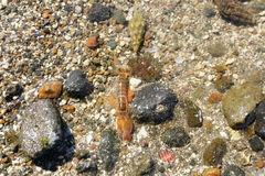 Alpheidae