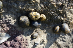 Nerita albicilla
