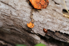 Episcaphula austrocaledonica