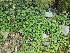 Lagenophora strangulata