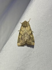 Xylenini