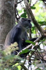 Cercopithecus mitis