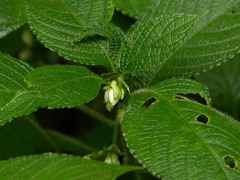 Strobilanthes heyneana