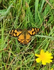 Heteronympha penelope