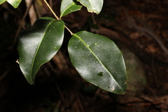 Mischocarpus anodontus