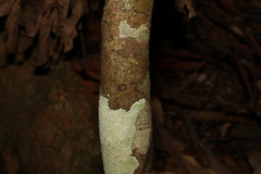 Mischocarpus anodontus