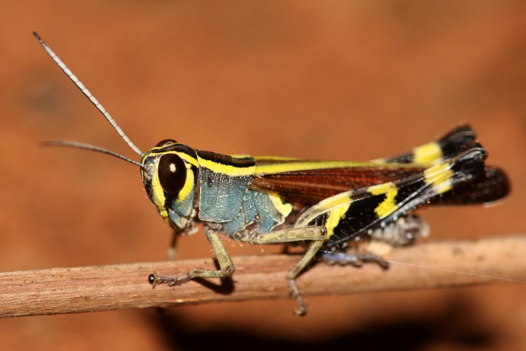 Heteracris pulchripes