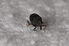 Eubulus