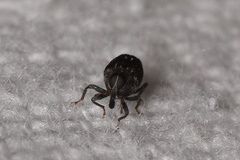 Eubulus