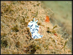 Pseudoceros scriptus