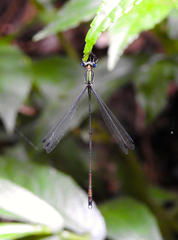 Synlestes selysi