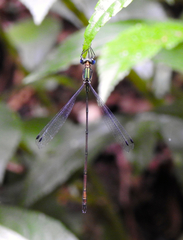 Synlestes selysi