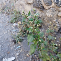 Acmella radicans