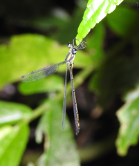 Synlestes selysi