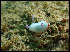 Goniobranchus verrieri