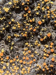 Flavoplaca