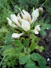 Trifolium clypeatum