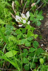 Trifolium clypeatum
