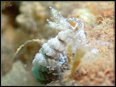 Limenandra rosanae