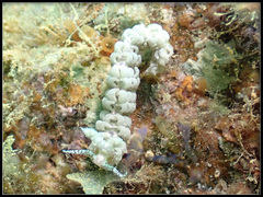 Limenandra rosanae
