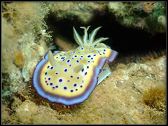 Goniobranchus kuniei