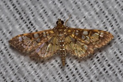 Nomophilini