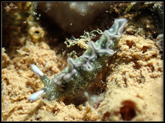 Thuridilla carlsoni