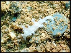 Tritoniopsis elegans