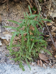 Lygodium japonicum