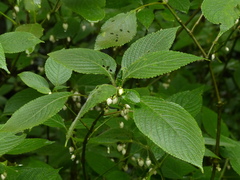 Strobilanthes heyneana