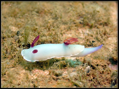 Hypselodoris