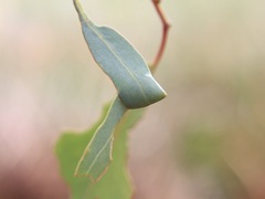 Cymbacha